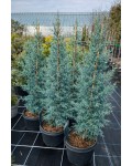 Cupressus arizonica Glauca купити